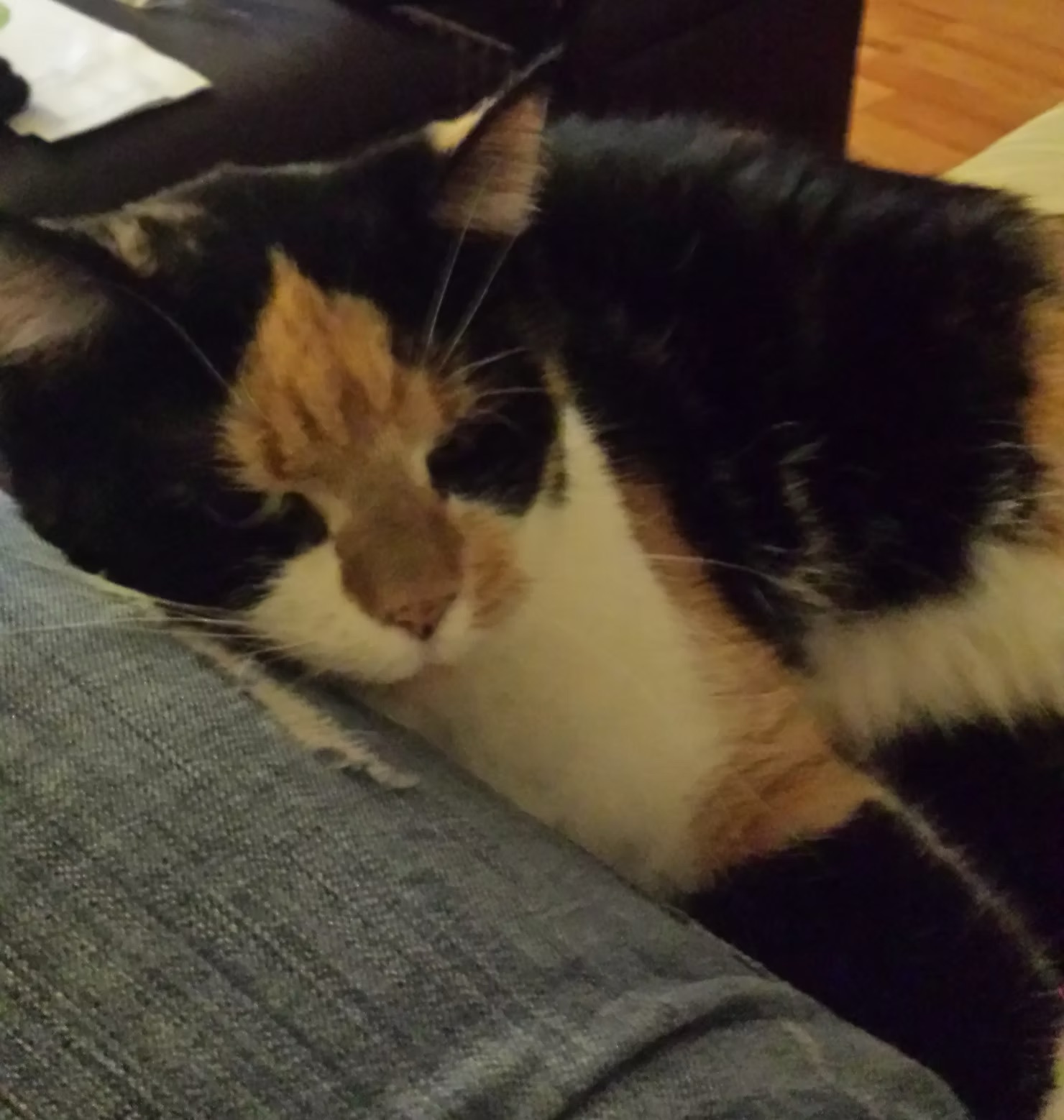 Callie