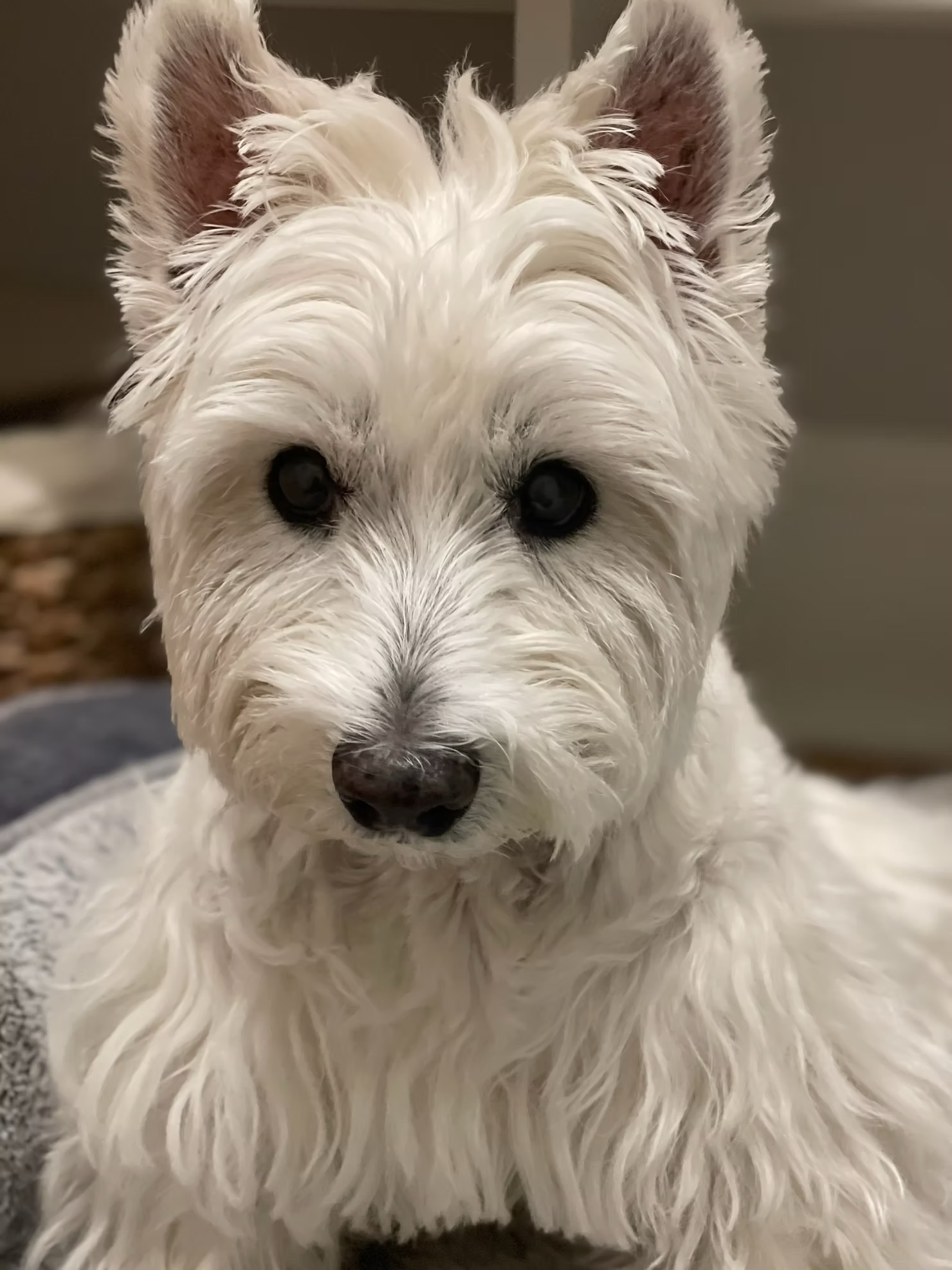 Maudie