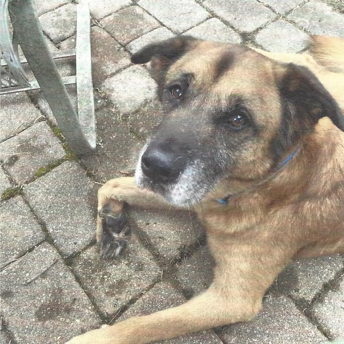 Ash
