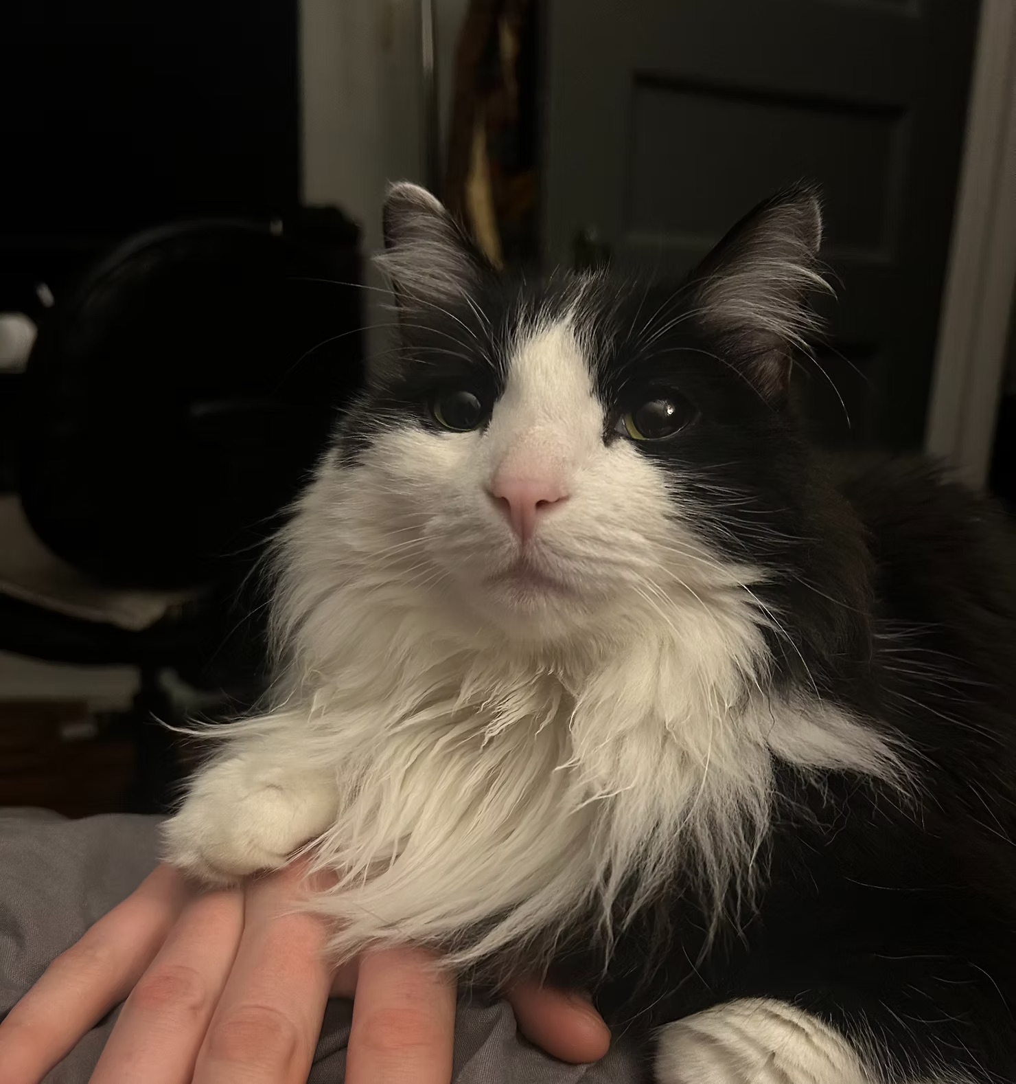 Baby Cat