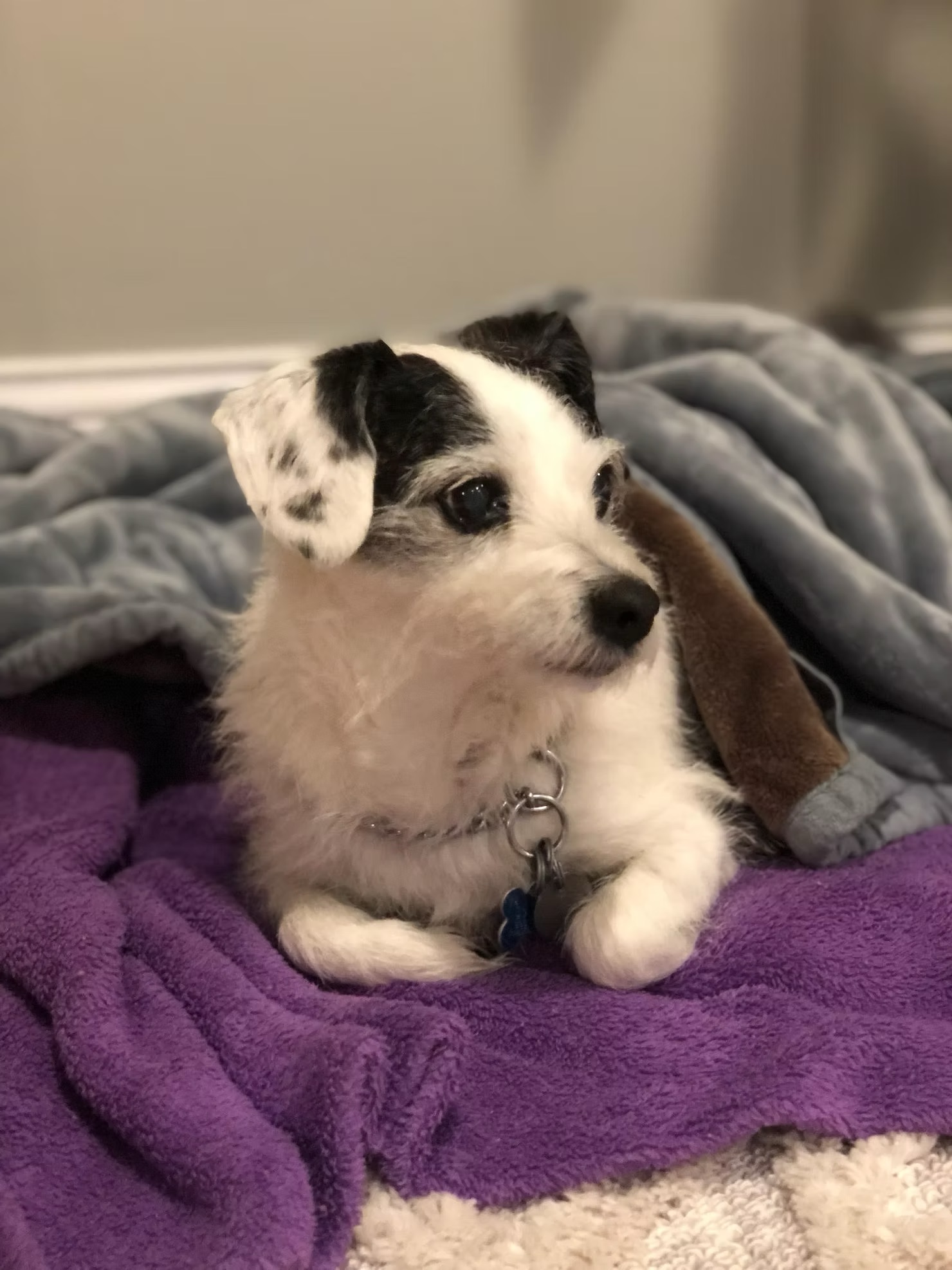 Bailey