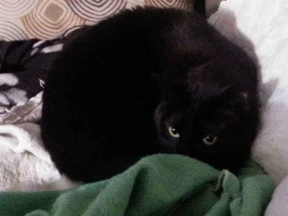 Black Pearl