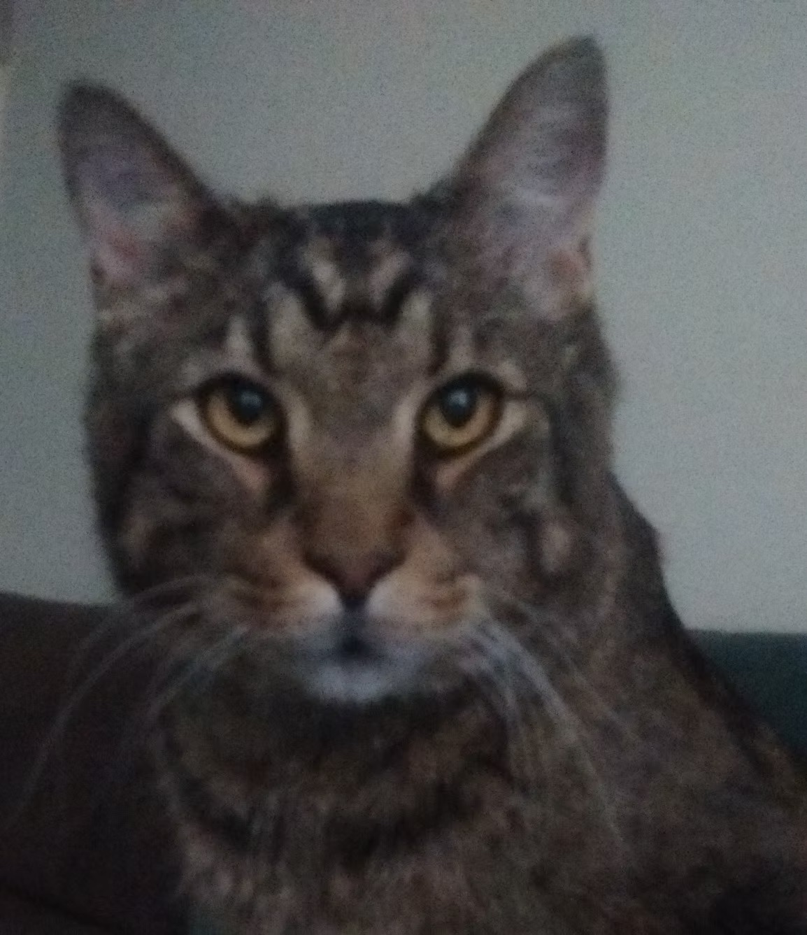 Bob