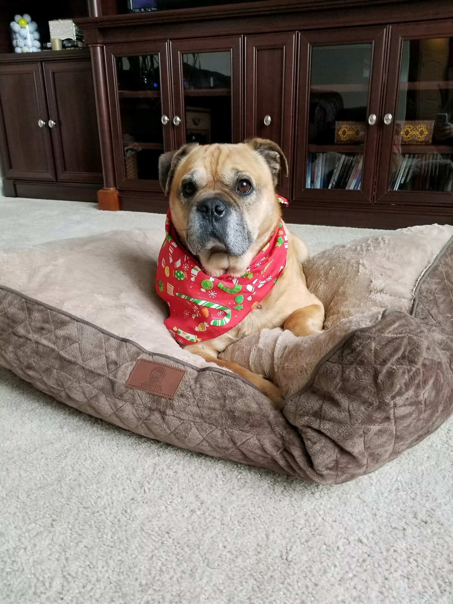 Brutus