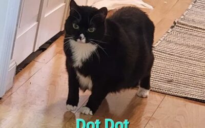Dot Dot