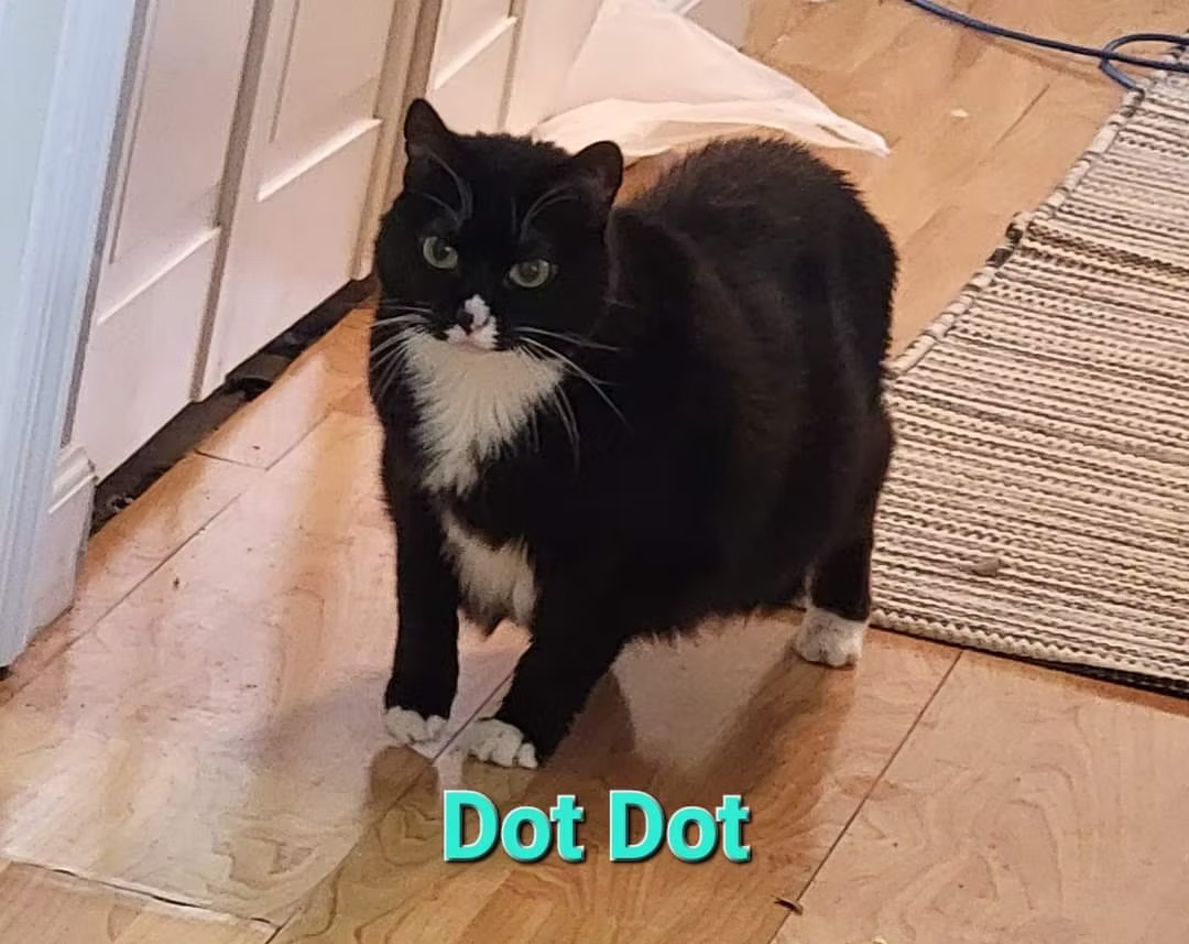 Dot Dot