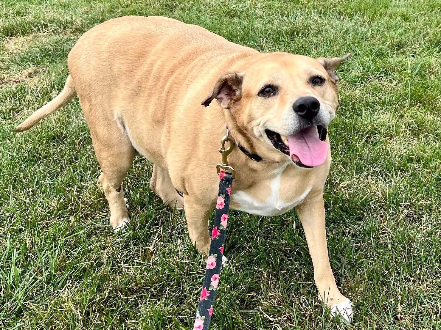 Gracie