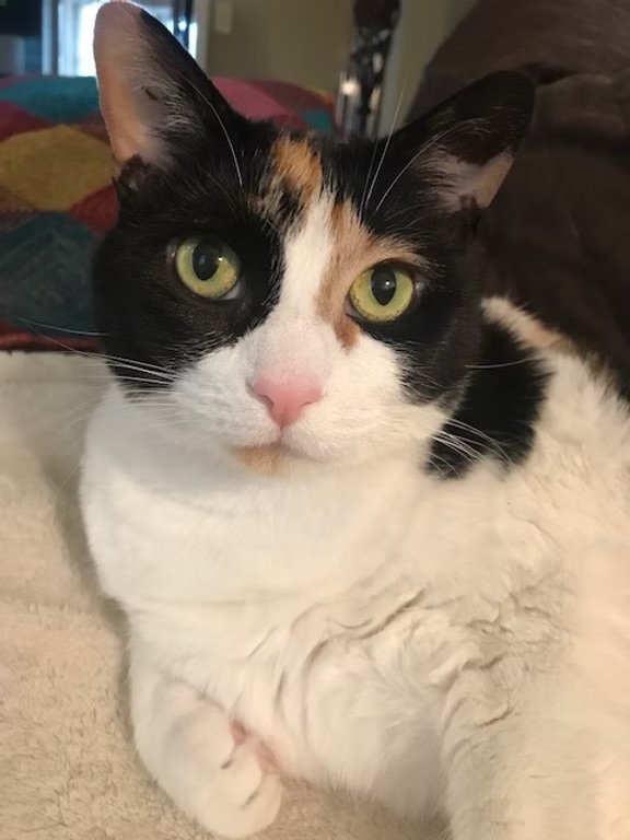 Hallie