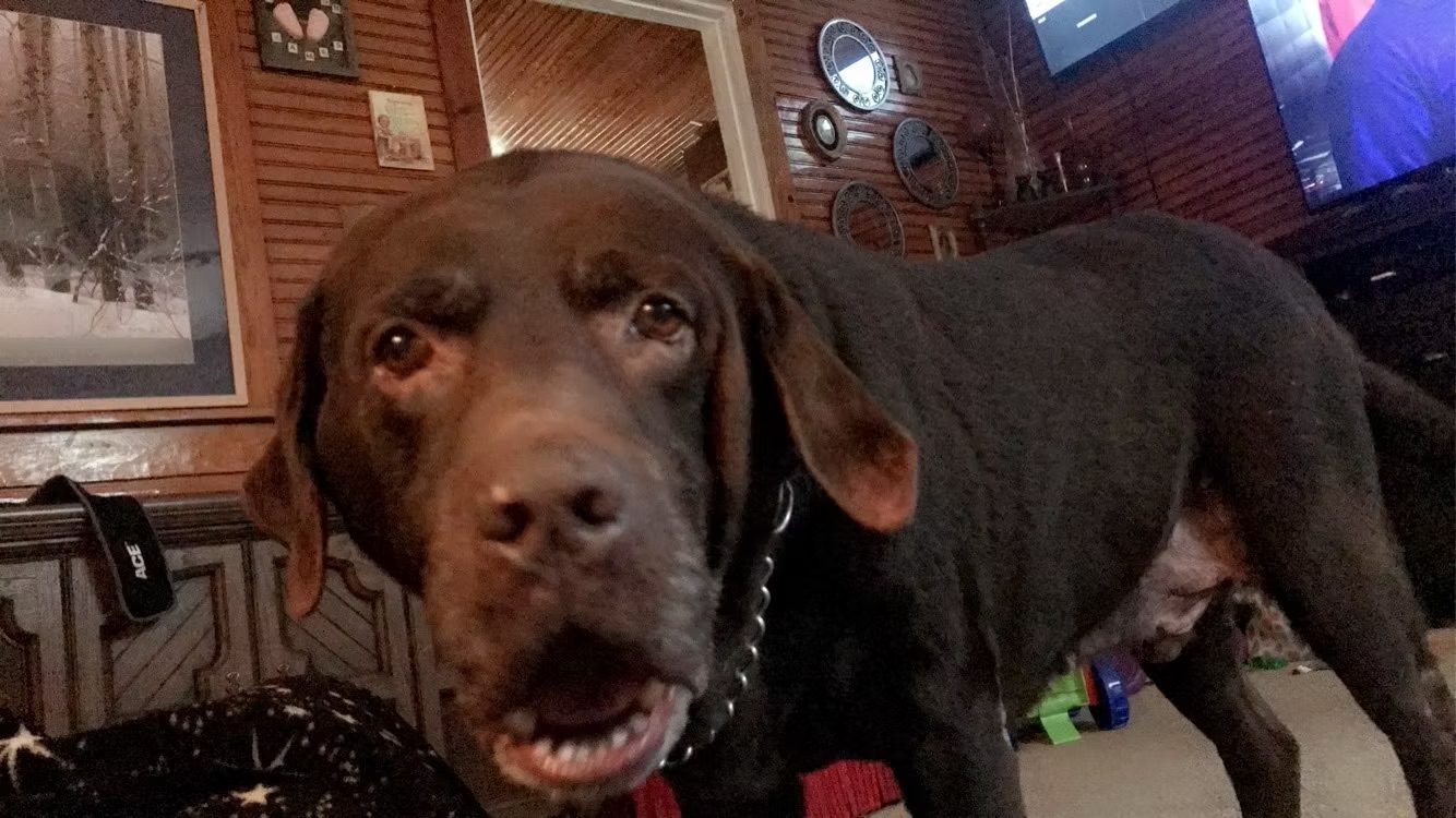 Jake