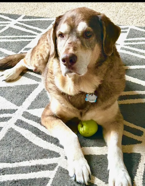 Junior