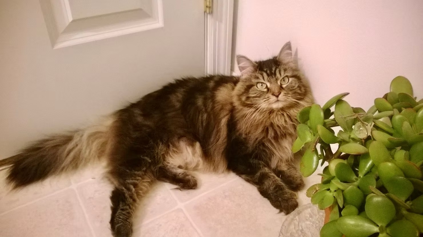 Lilly