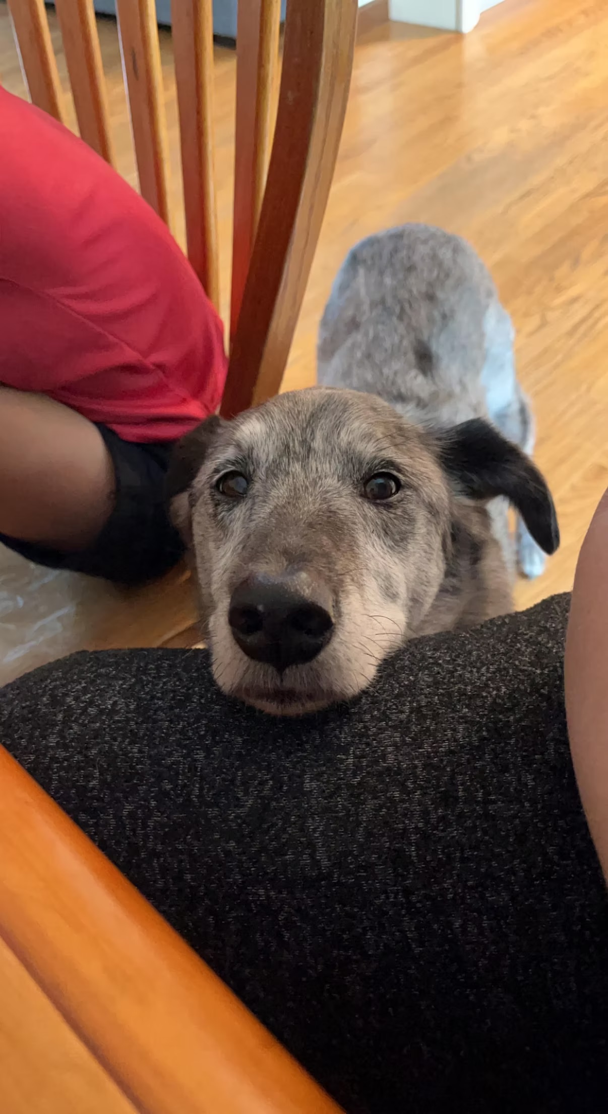Louie