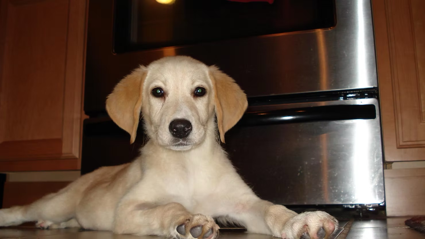 Lucy