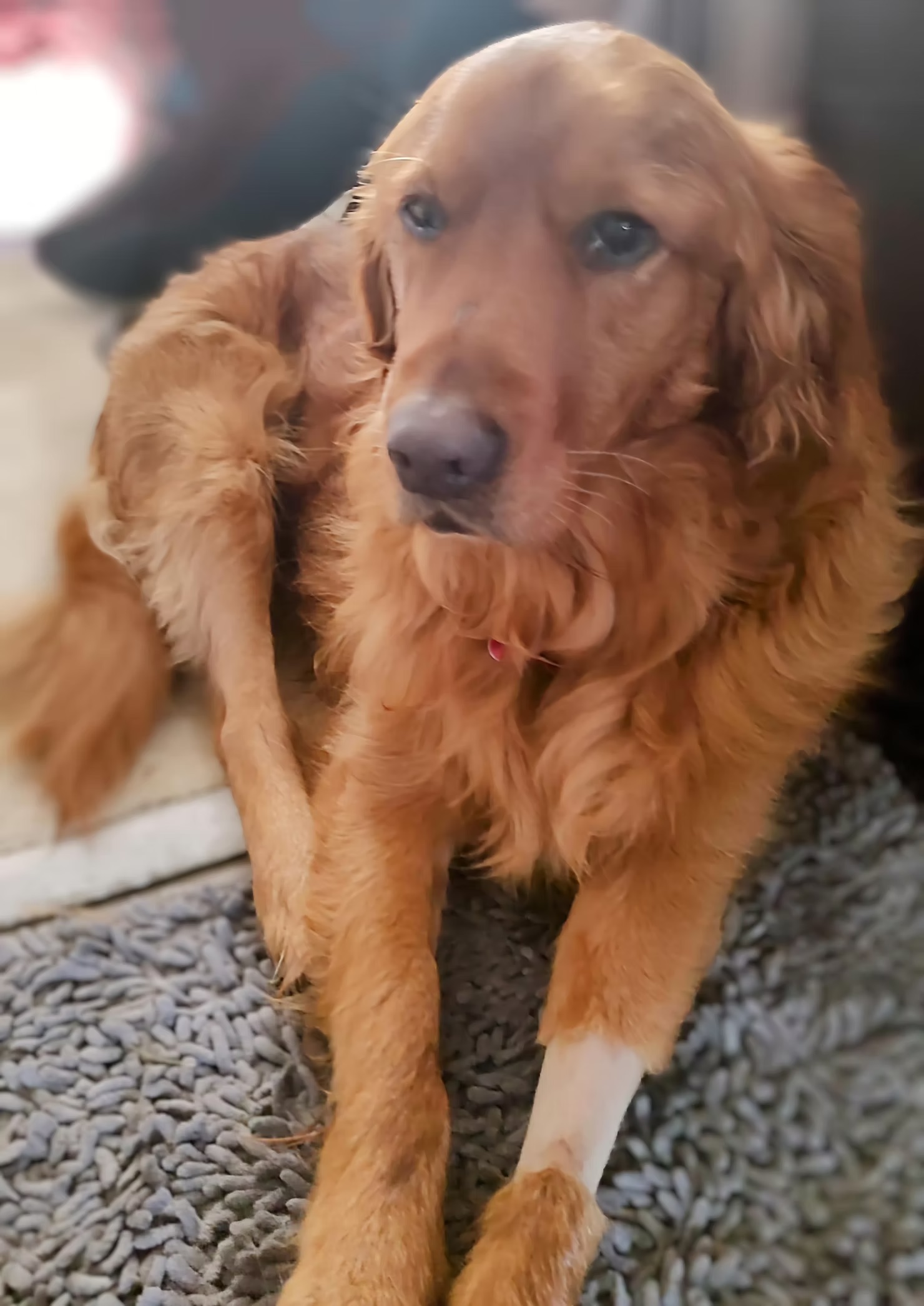 Maverick