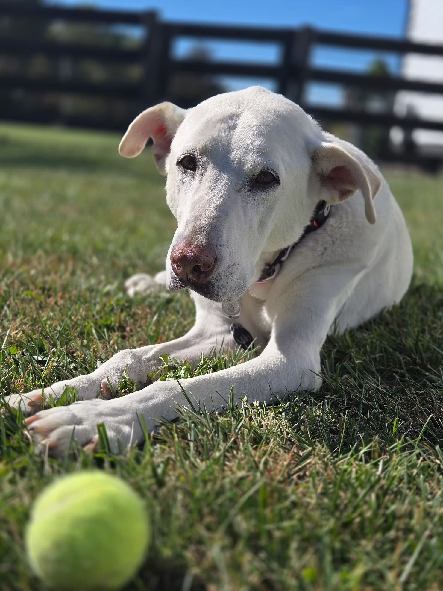 Milo