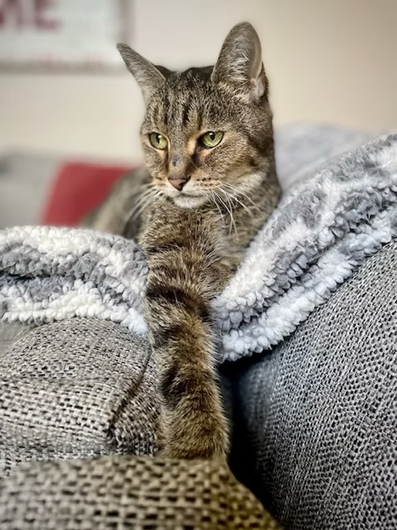 Mr. Scoots