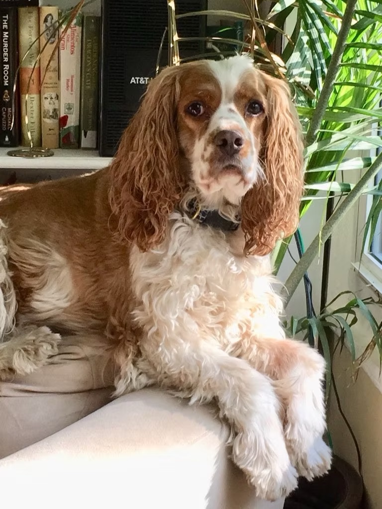 Oliver Ivory Cook
