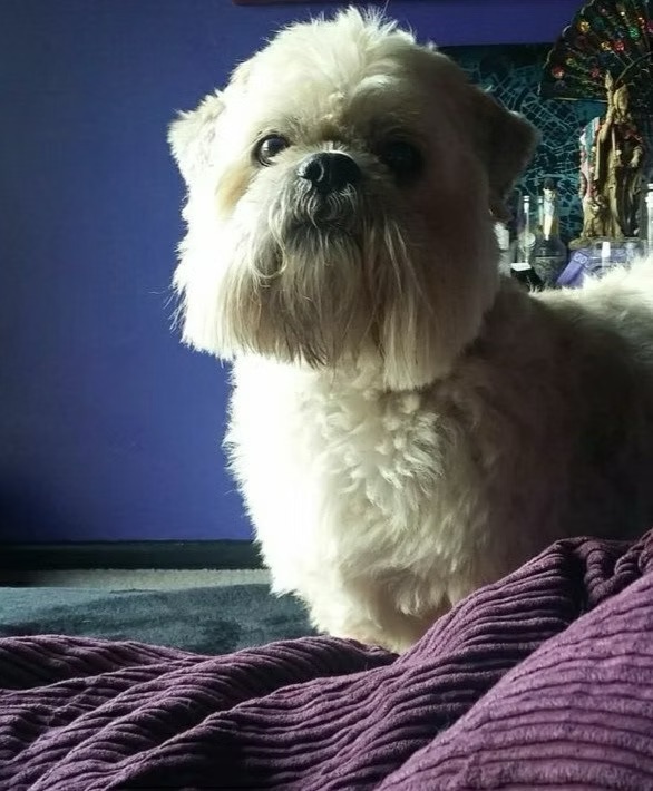 Ollie