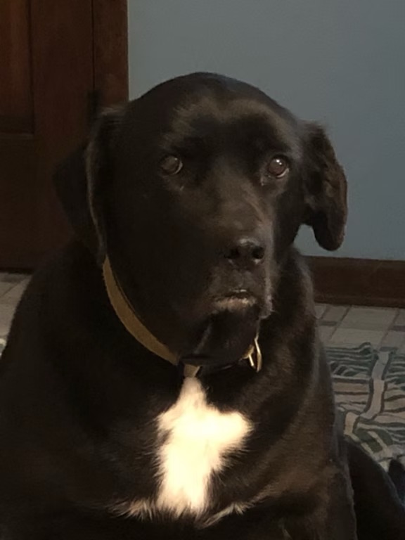 Oreo