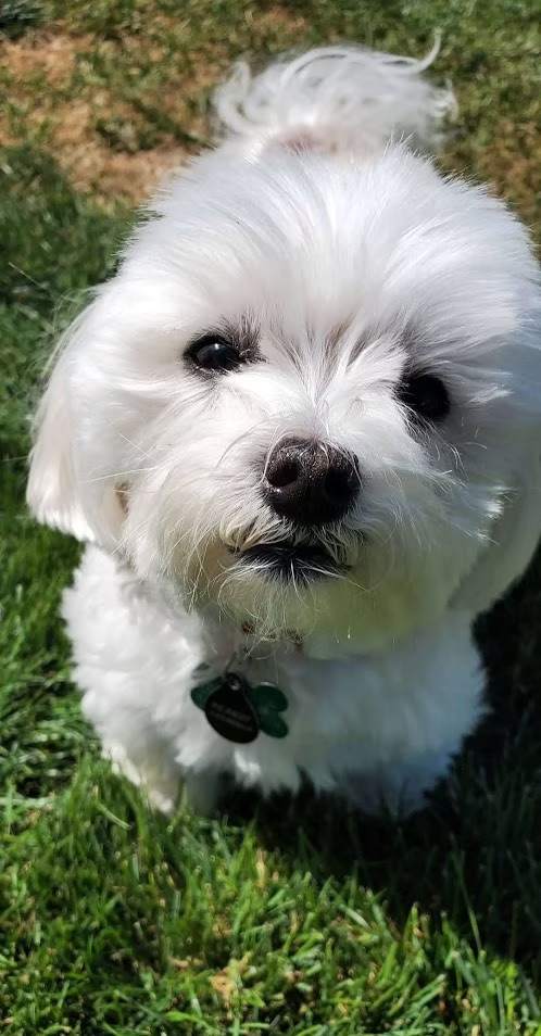 Peanut