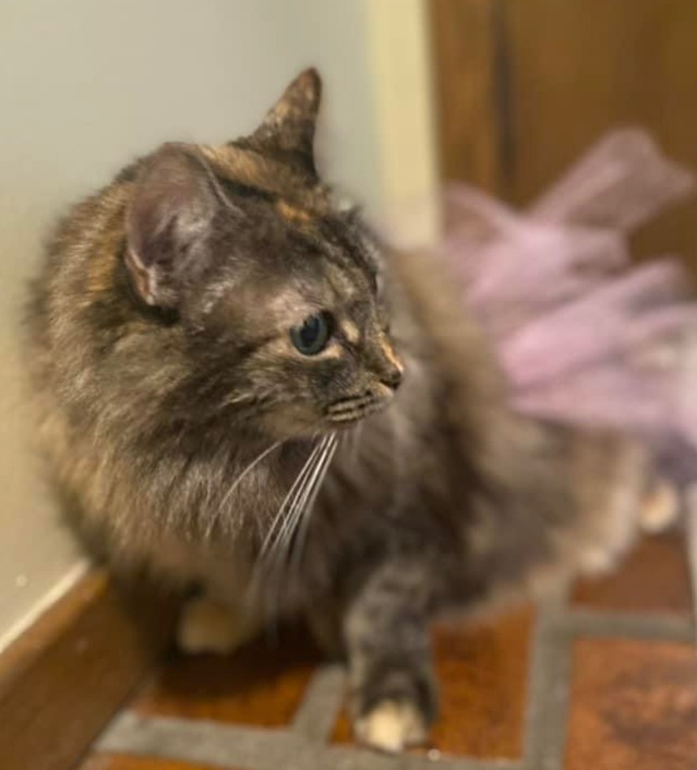 Princess Purrmione