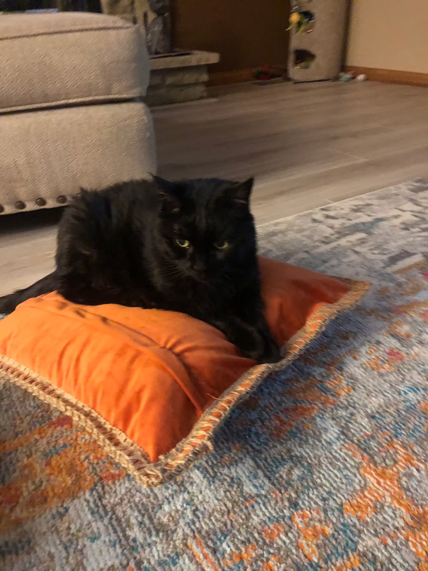 Pumpkin