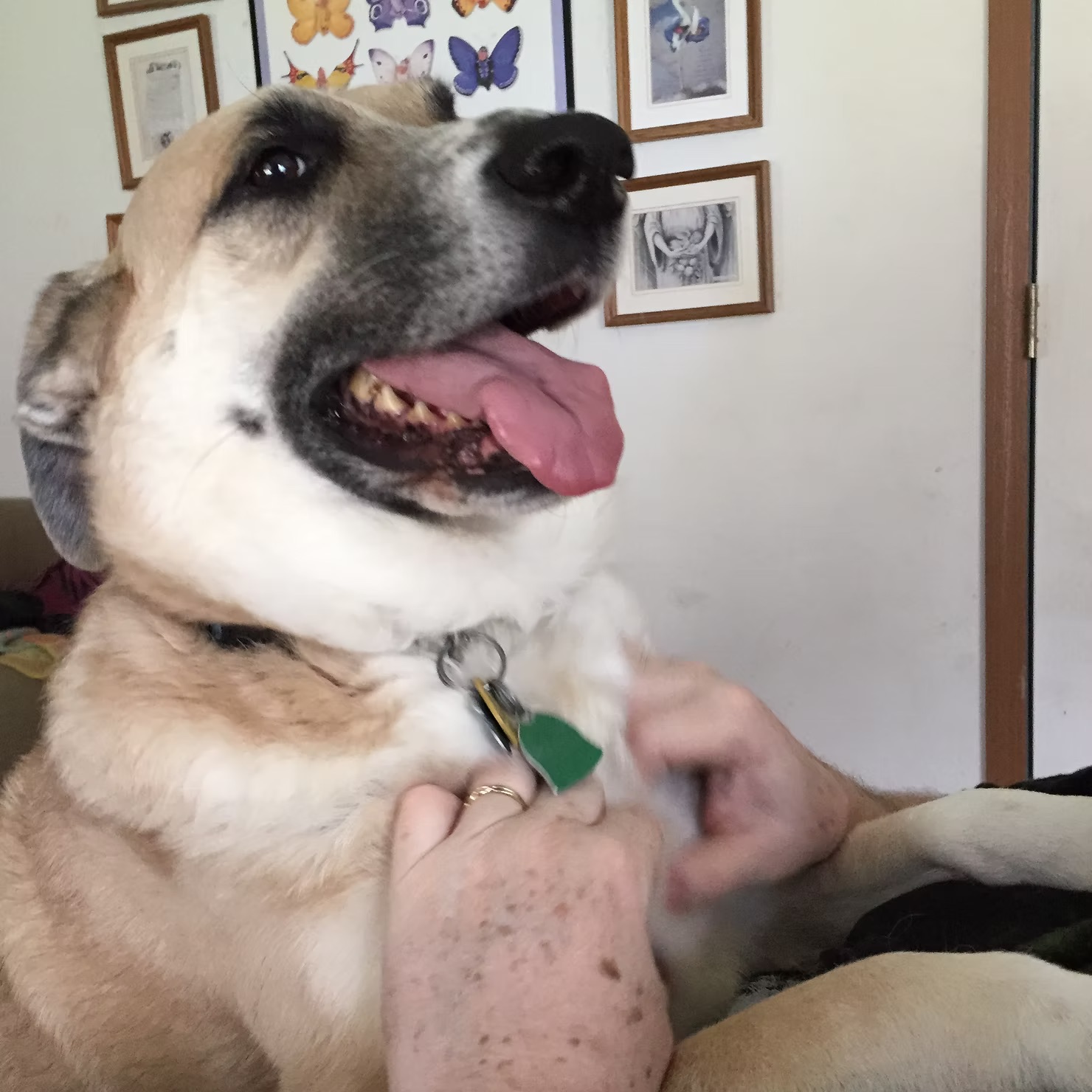 Shemp