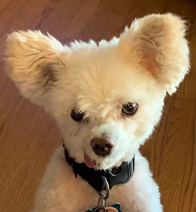 Teddy