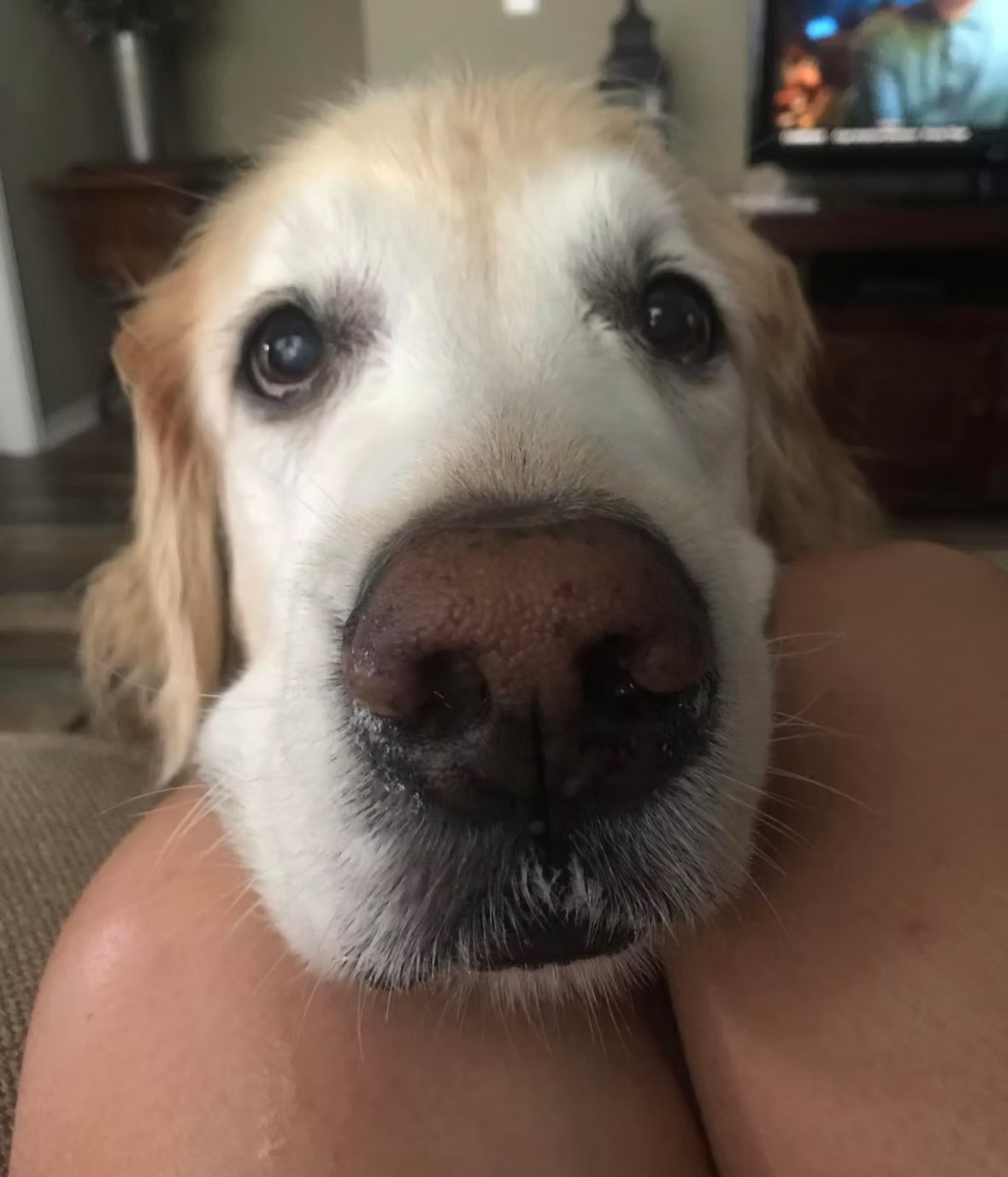 Toby