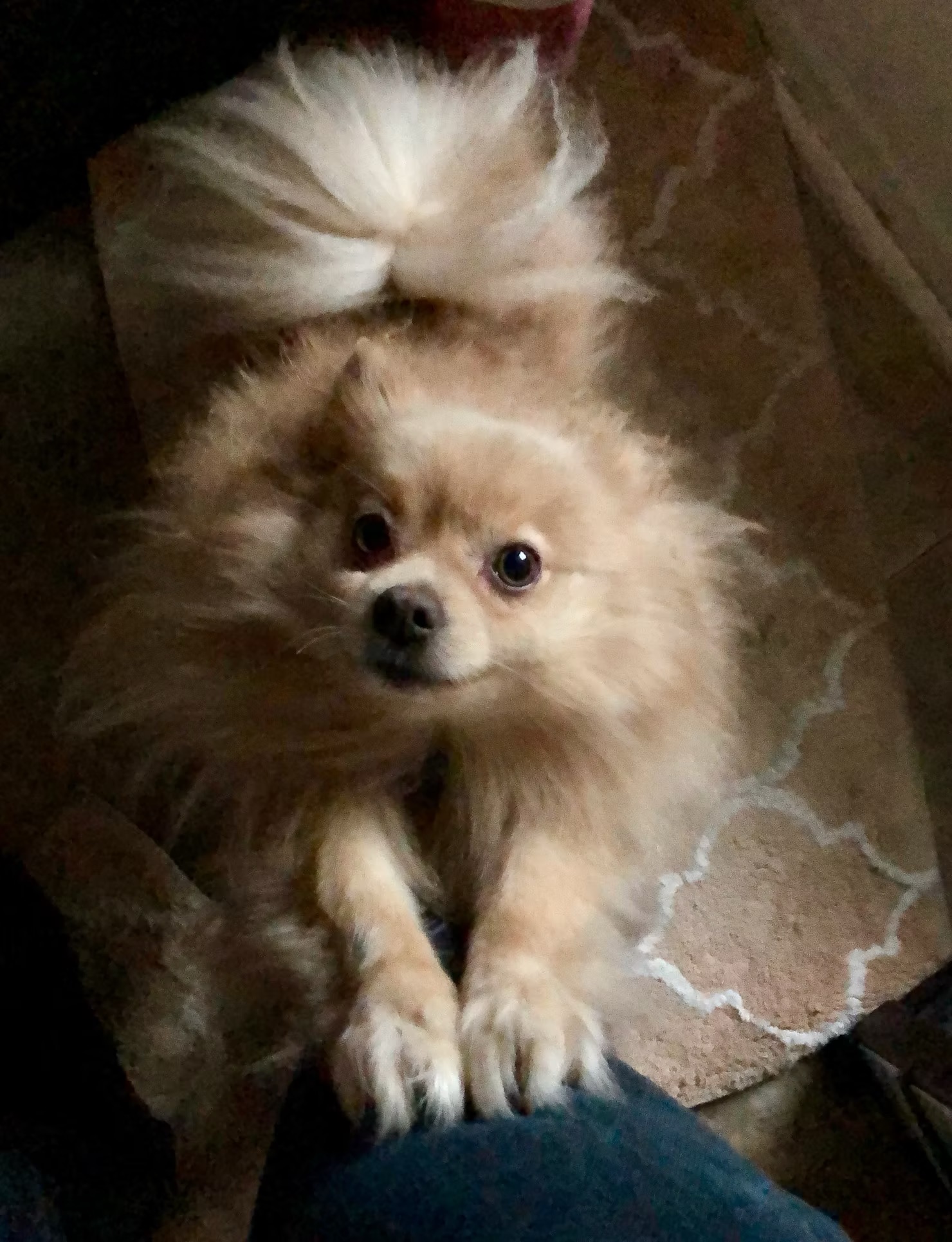 Toby