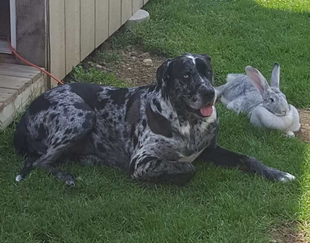 Bayla