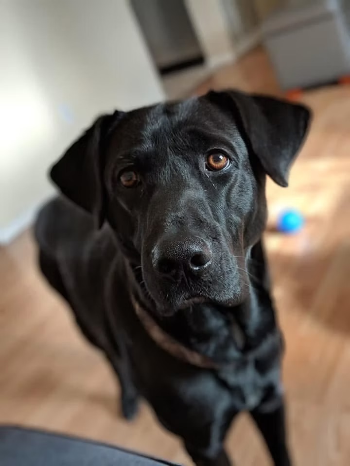 Duke