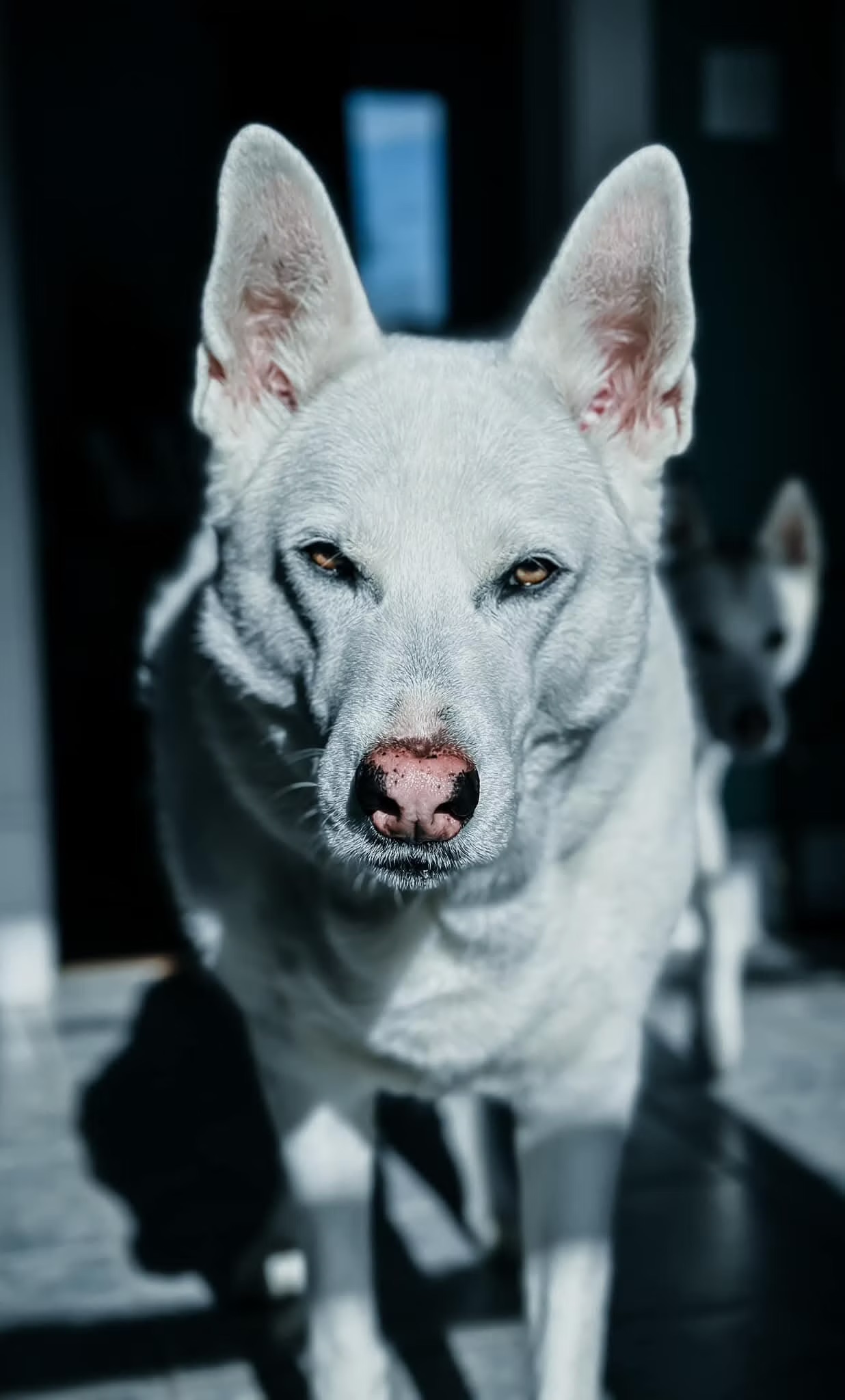 Kylo