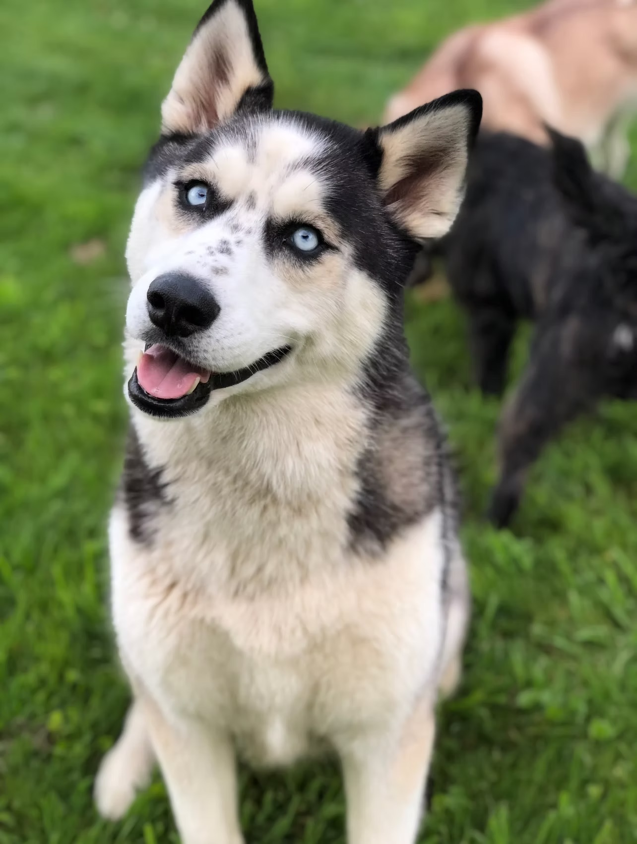 Luna Marie
