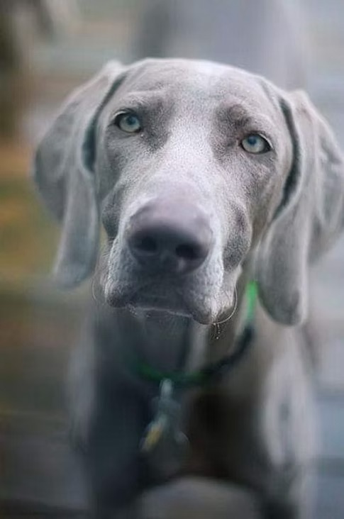 Stella Blue