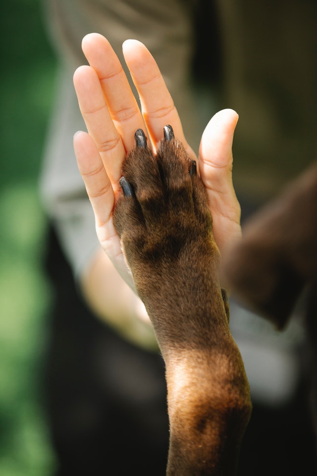 How To Prepare Your Home For A Peaceful Goodbye