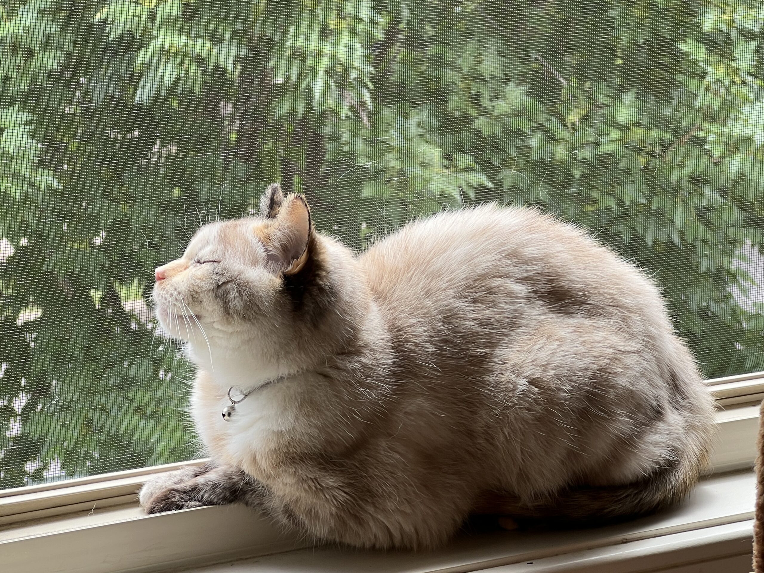 Stella