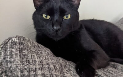 Felix