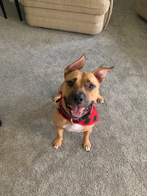 Gus