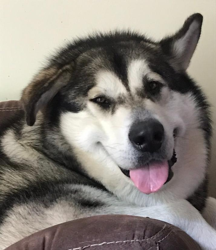 Prince Avalon