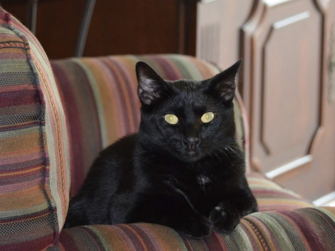 Bo