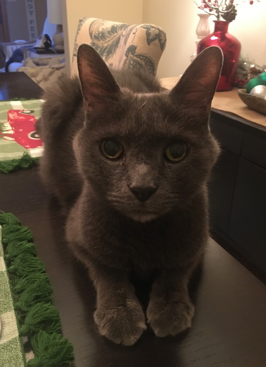 Dylan