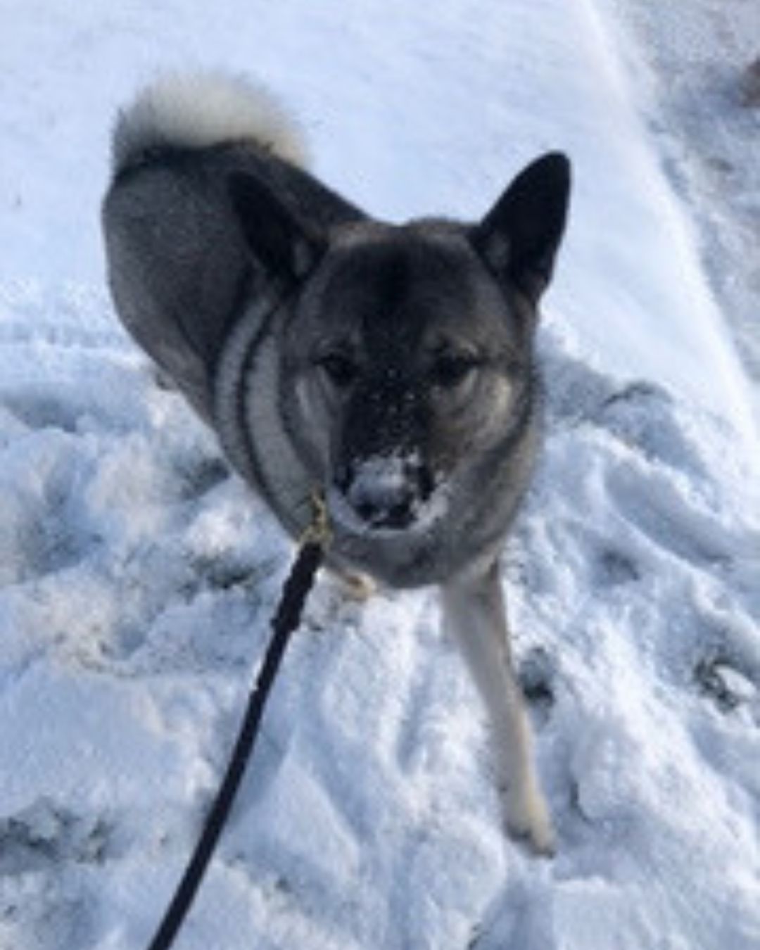 Milo