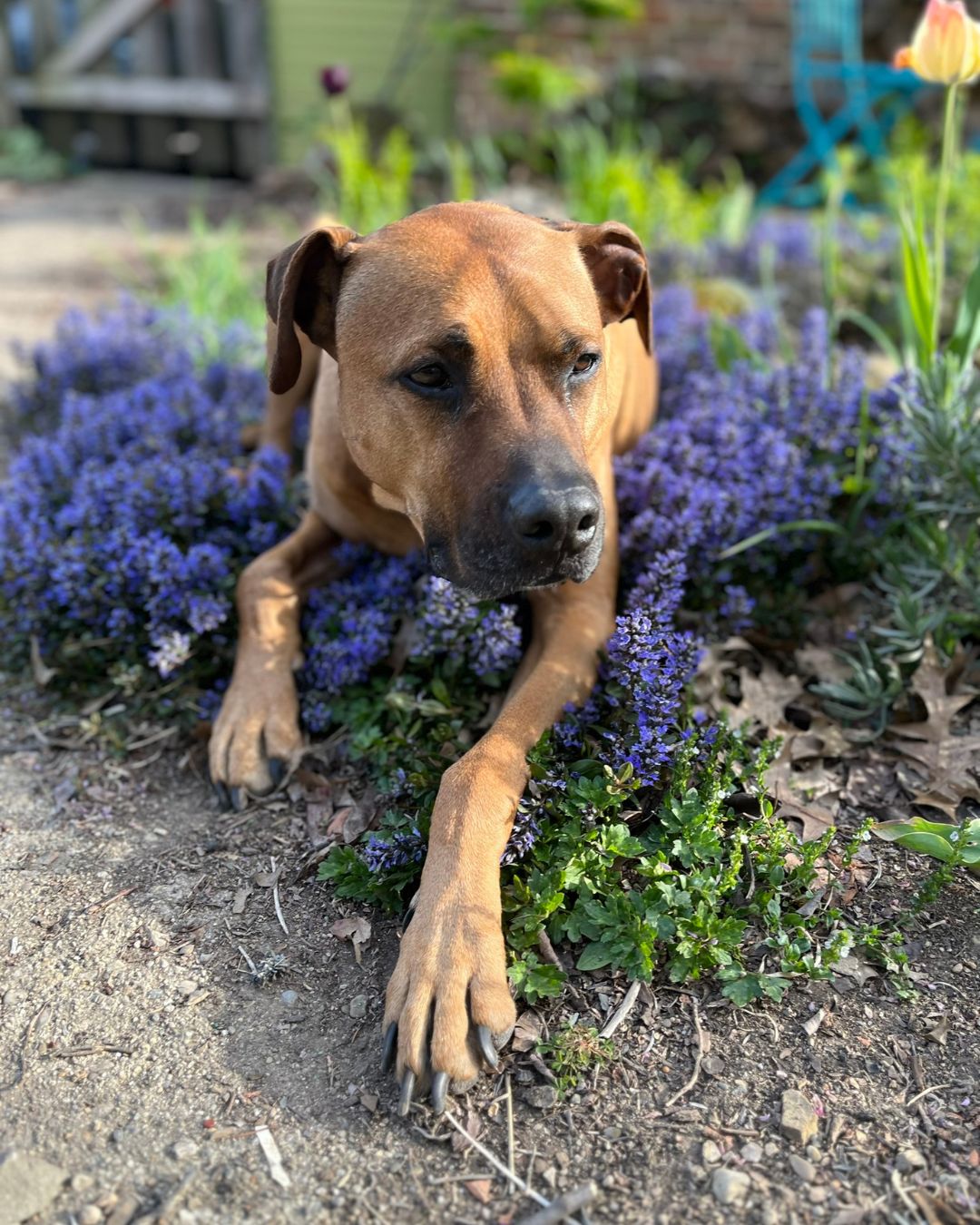 Oswald