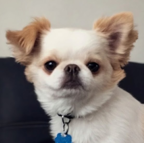 Tico
